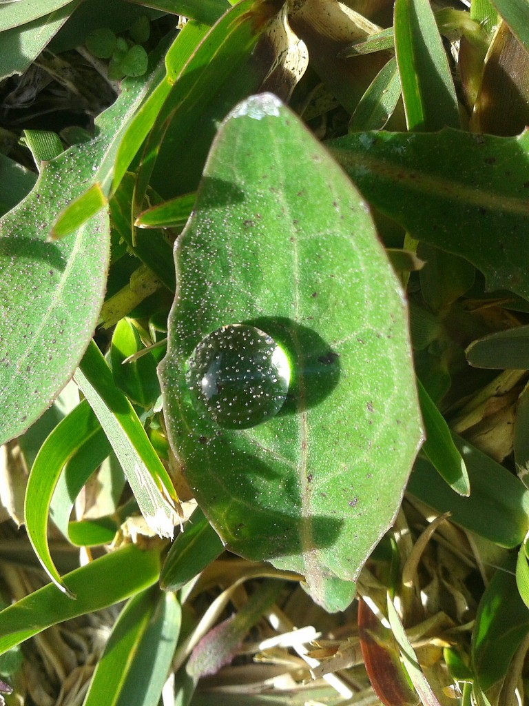 Gota de rocío